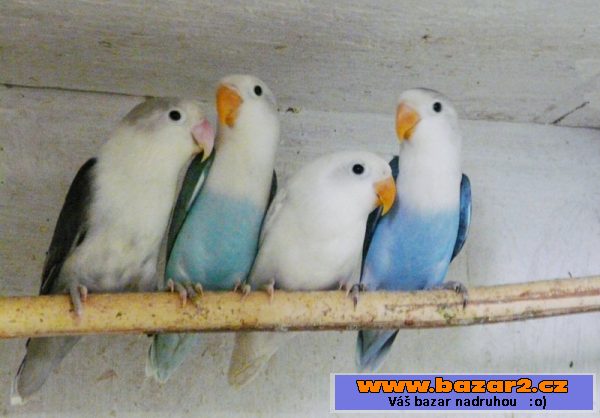 Agapornis fišeri a škraboškový