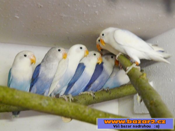 Agapornis fišeri a škraboškový