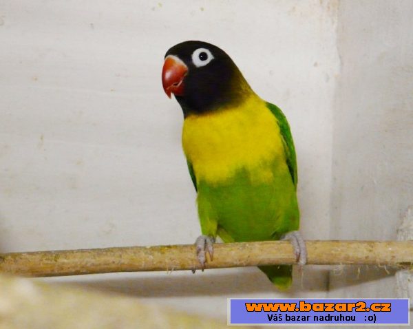 Agapornis fišeri a škraboškový