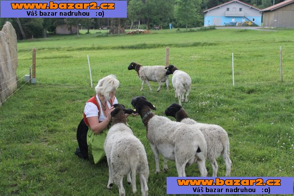 Prodám ovce plemene Dorper