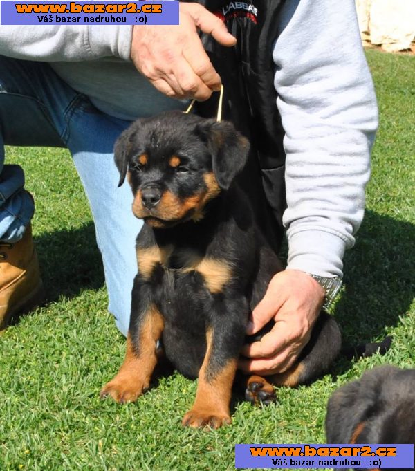 AKC Reg Rotvajler Štěňata
