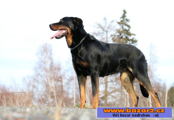 Beauceron - francouzský ovčák s PP