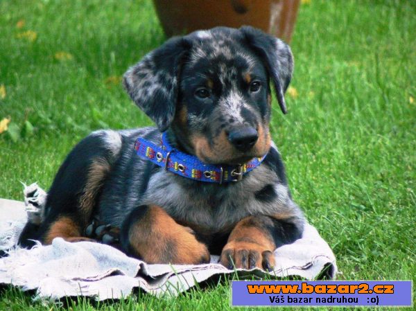 Beauceron - francouzský ovčák s PP