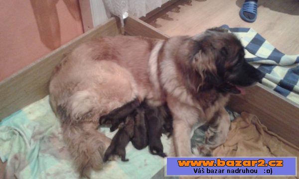 Leonberger