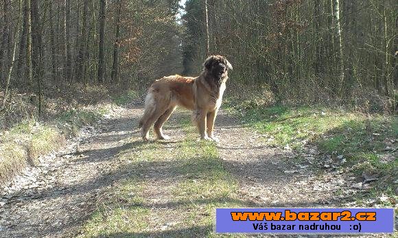 Leonberger