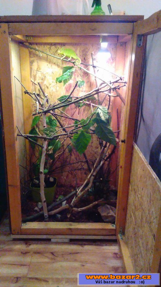 Chameleon Jemenský samička