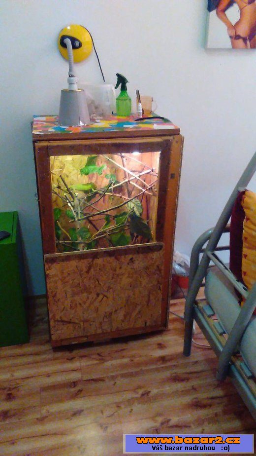 Chameleon Jemenský samička