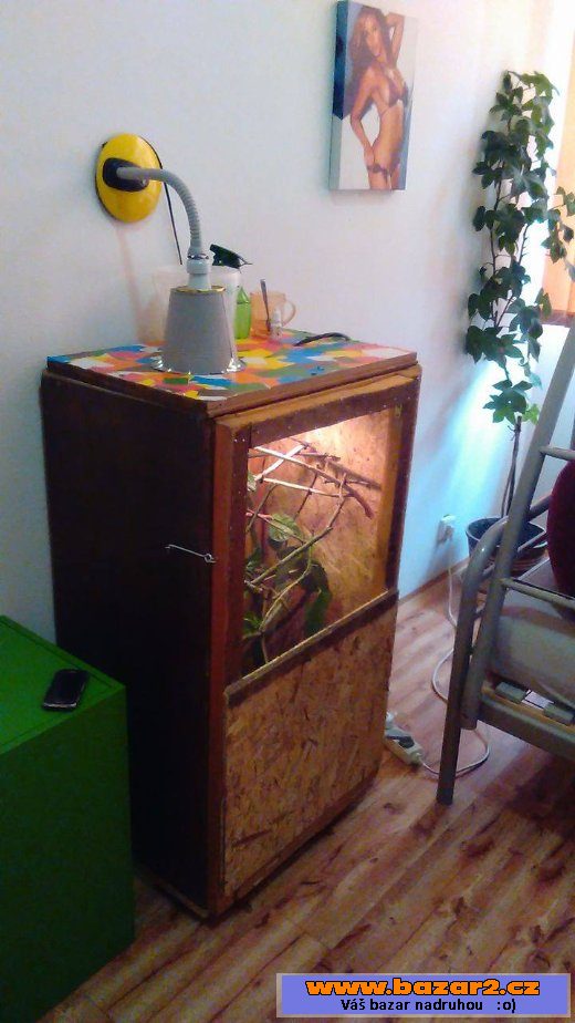 Chameleon Jemenský samička