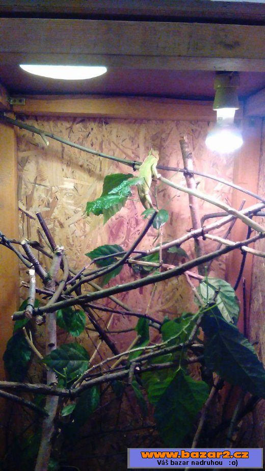 Chameleon Jemenský samička