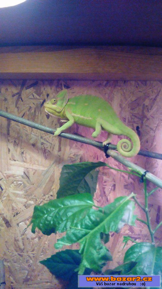 Chameleon Jemenský samička