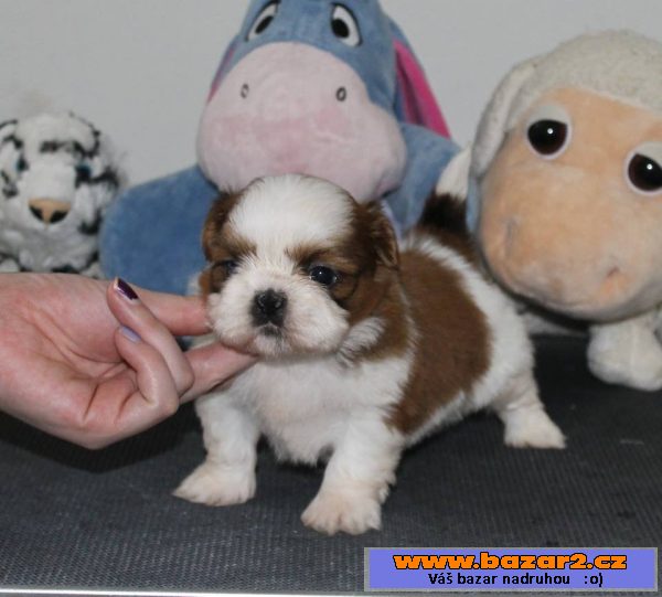 Štěňátka Shih-tzu s PP