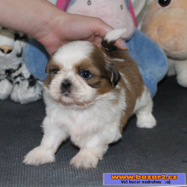 Štěňátka Shih-tzu s PP