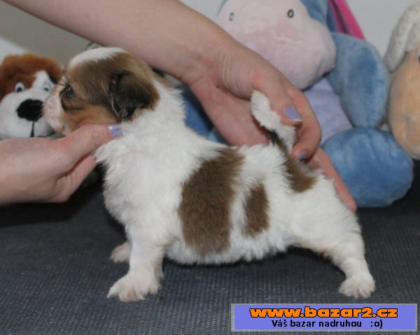 Štěňátka Shih-tzu s PP