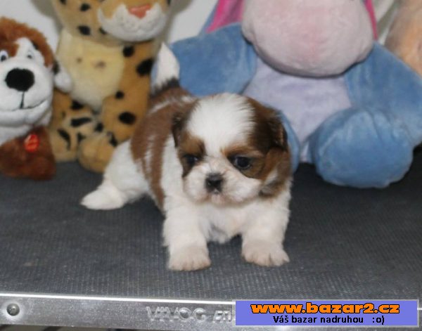 Štěňátka Shih-tzu s PP