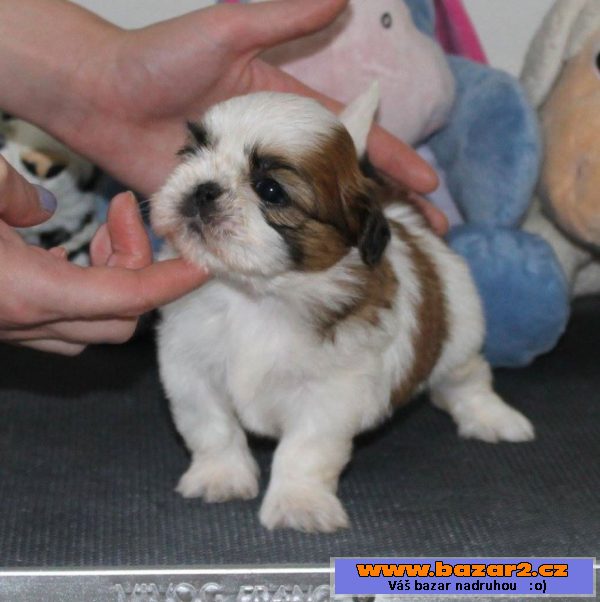 Štěňátka Shih-tzu s PP