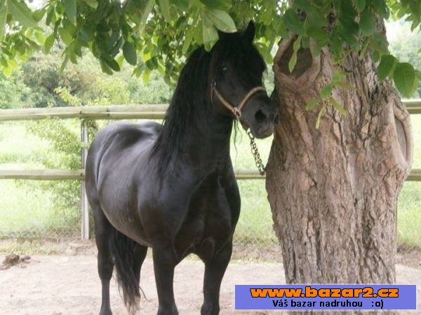 Připouštění WELSH COB, sekce D