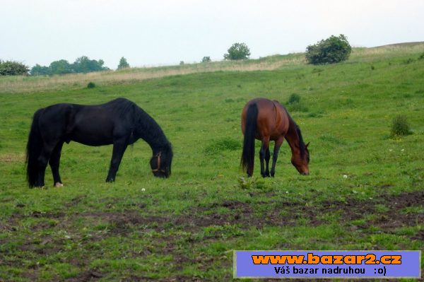 Připouštění WELSH COB, sekce D