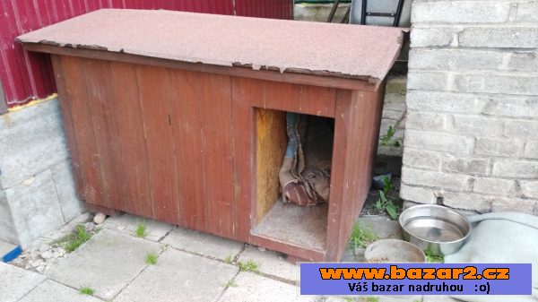 Přenechám anglického kokršpaněla
