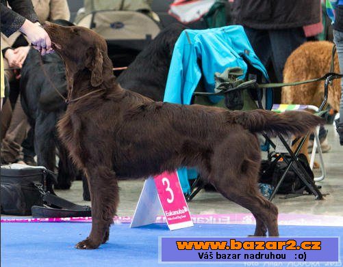 Štěňátka Flat Coated Retrievra