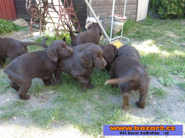 Štěňátka Flat Coated Retrievra