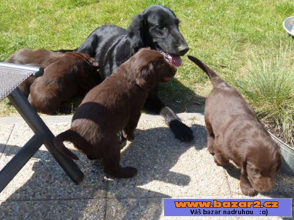 Štěňátka Flat Coated Retrievra