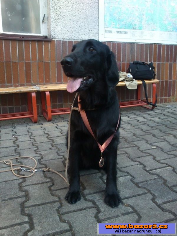 Štěňátka Flat Coated Retrievra