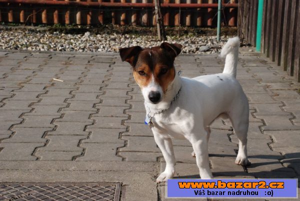 Nabídka krytí Jack Russell terriér