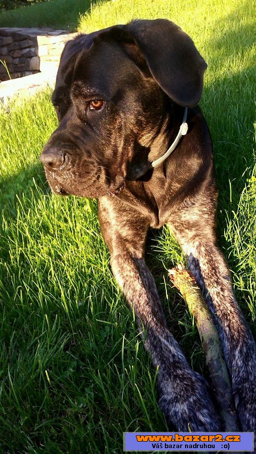  Cane Corso na prodej bez PP