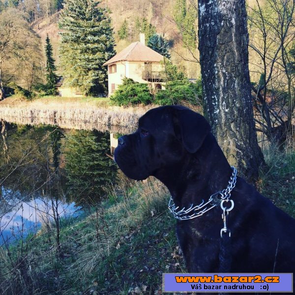  Cane Corso na prodej bez PP