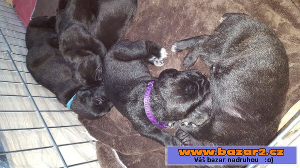  Cane Corso na prodej bez PP