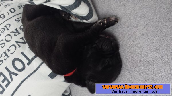  Cane Corso na prodej bez PP