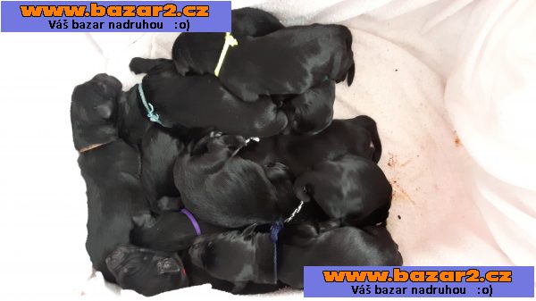 Štěňata flat coated retriever s PP