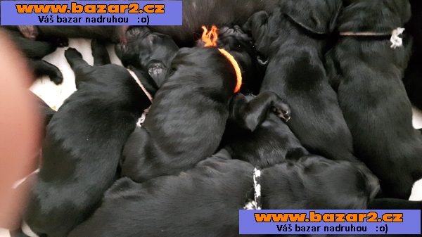 Štěňata flat coated retriever s PP