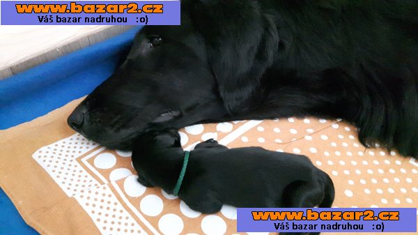 Štěňata flat coated retriever s PP