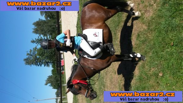 Jezdec.pony WPBR,klisn skok., drezúr.,KVH 126 cm.