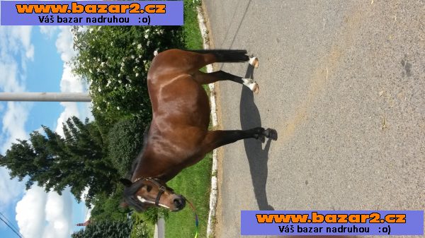 Jezdec.pony WPBR,klisn skok., drezúr.,KVH 126 cm.