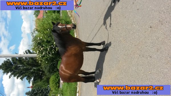Jezdec.pony WPBR,klisn skok., drezúr.,KVH 126 cm.