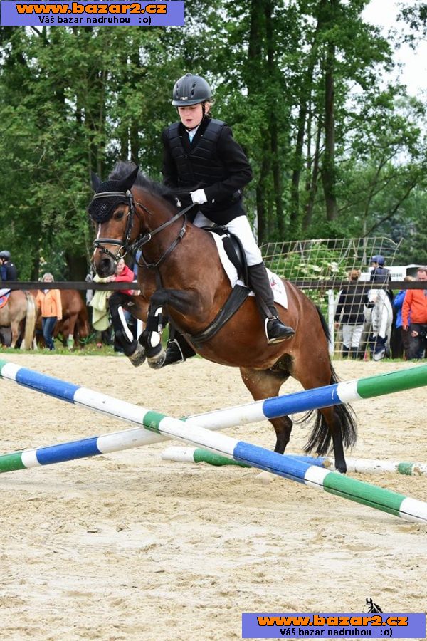 Jezdec.pony WPBR,klisn skok., drezúr.,KVH 126 cm.