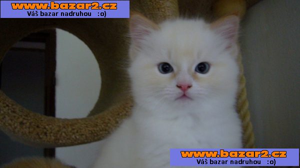kocourek ragdoll s PP