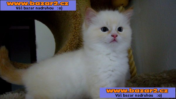 kocourek ragdoll s PP