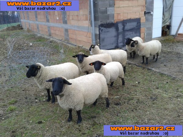 ovce sufolk
