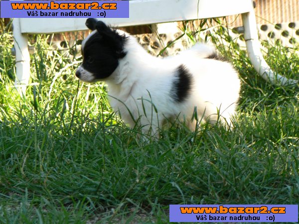 Papillon s PP