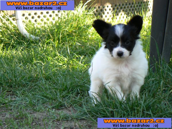Papillon s PP