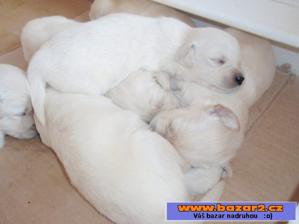 Zlatý retriever - štěňata