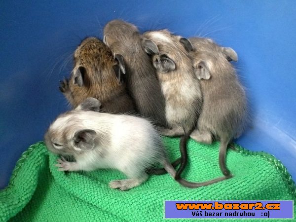 Nabízím mladé osmáky degu