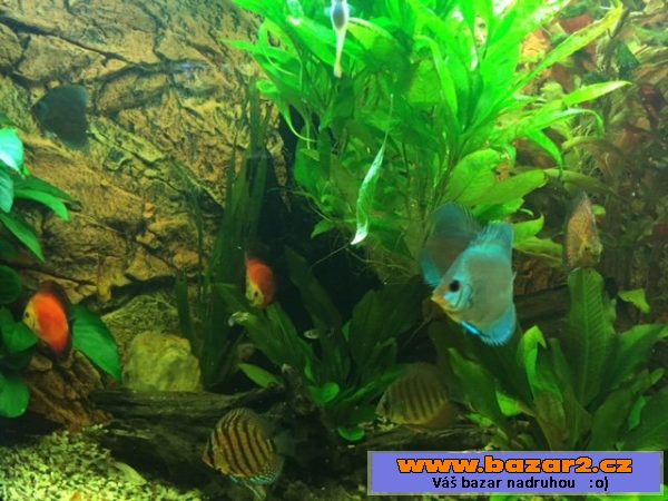 Discus Blue Diamond 5,5-6,5cm
