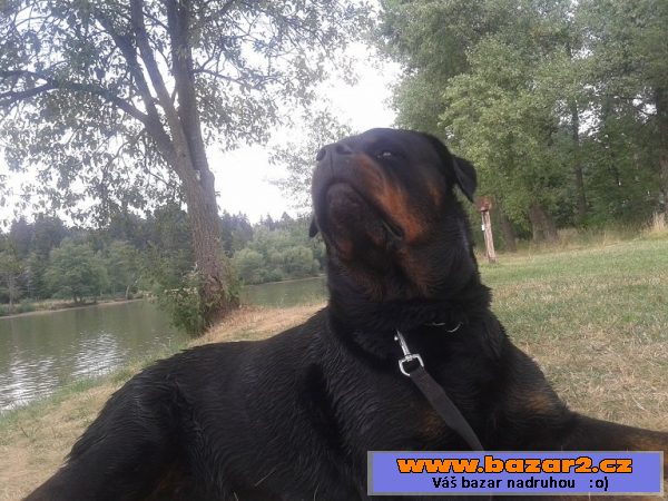 Prodám štěně pejska  Rottweilera