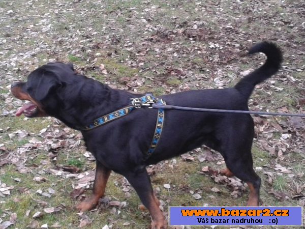 Prodám štěně pejska  Rottweilera