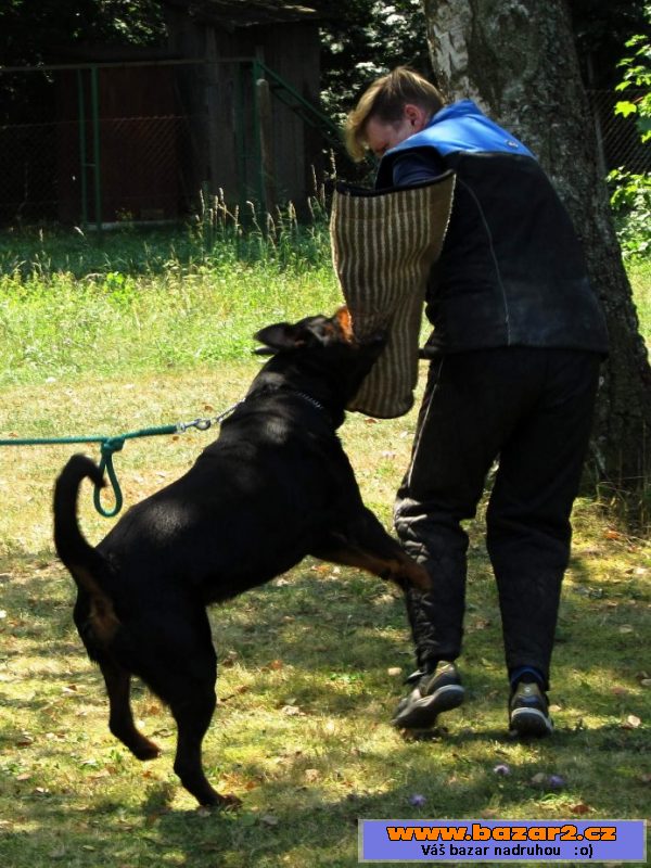 Prodám štěně pejska  Rottweilera