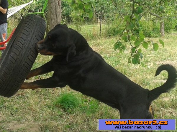 Prodám štěně pejska  Rottweilera